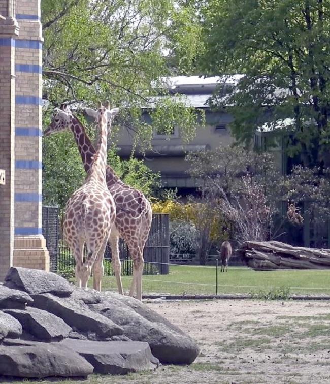 Жирафы в зоологическом саду Берлин