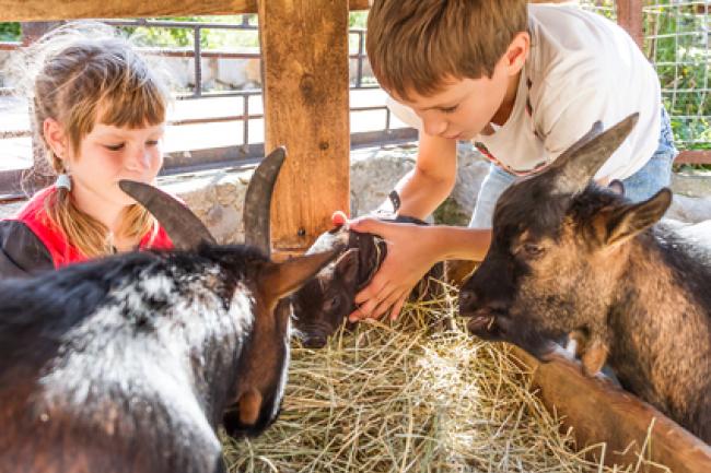 Дети кормят коз на ферме в Германии