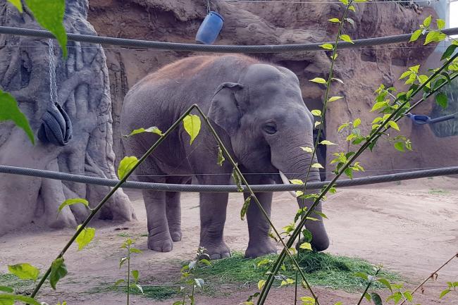 Слон в немецком зоопарке