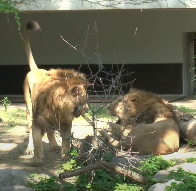 Львы в зоопарке Вильгельма
